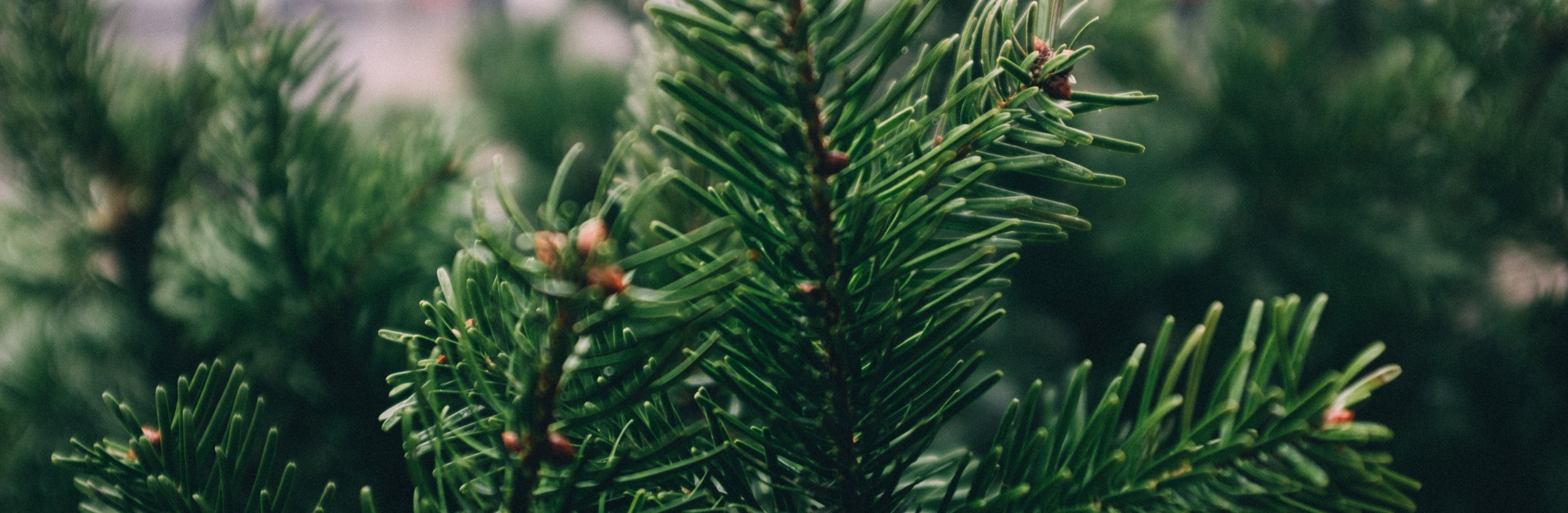 pine-needles-in-focus.jpg