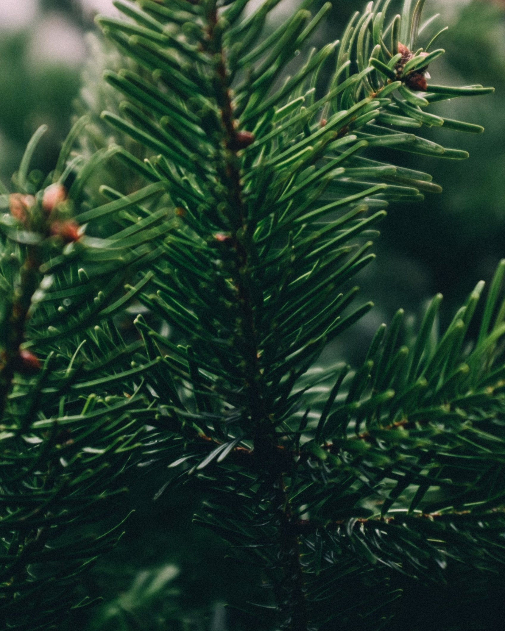 pine-needles-in-focus_7d3bb561-37fb-4ad2-b7af-6476be9d5823.jpg